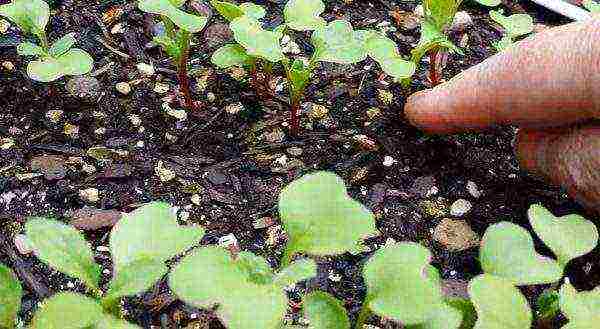 radish planting and care outdoors in August