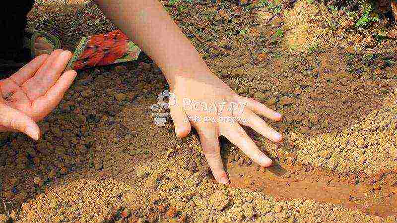 radish planting and care outdoors in August