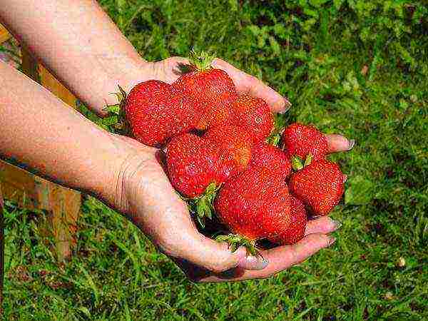 rating of the best varieties of strawberries