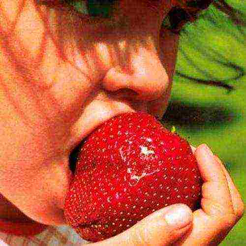 rating of the best varieties of strawberries