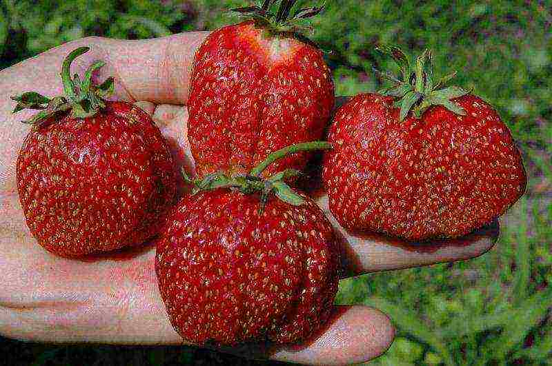 rating of the best varieties of strawberries