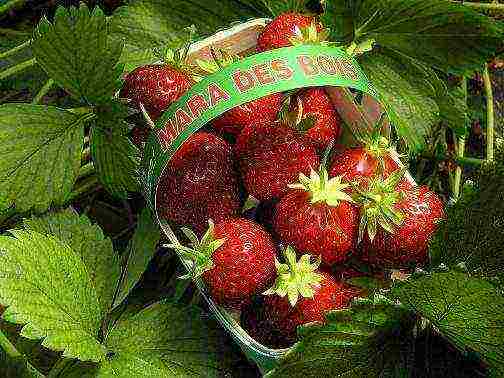 rating of the best varieties of strawberries