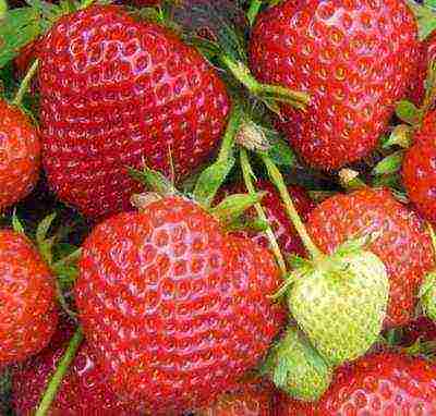 rating of the best varieties of strawberries