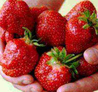 rating of the best varieties of strawberries