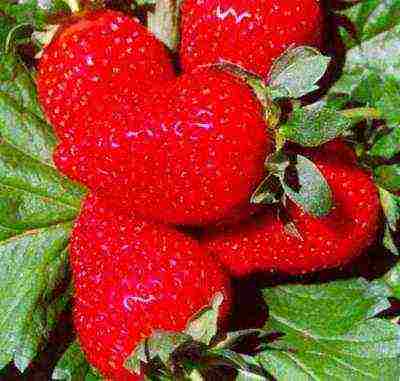 rating of the best varieties of strawberries