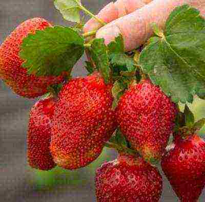 rating of the best varieties of strawberries