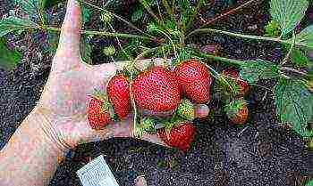 rating of the best varieties of strawberries