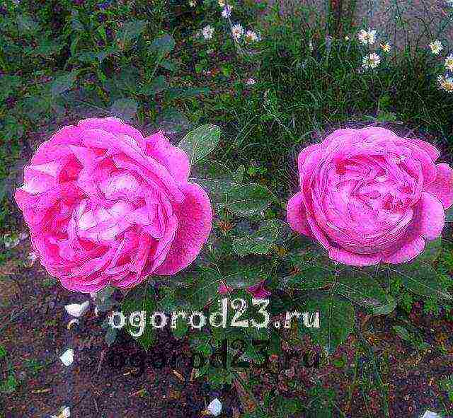 rose planting and care in the open field in the Urals