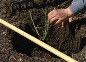 rose planting and care in the open field in the Urals