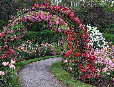 rose planting and care in the open field in the Urals