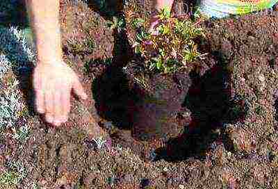 rose planting and care in the open field in the Urals