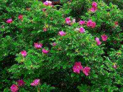 rose planting and care in the open field in the Urals