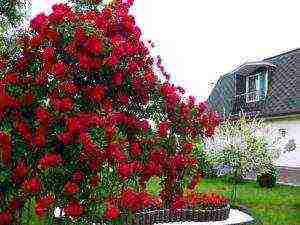 rose planting and care in the open field in the Urals