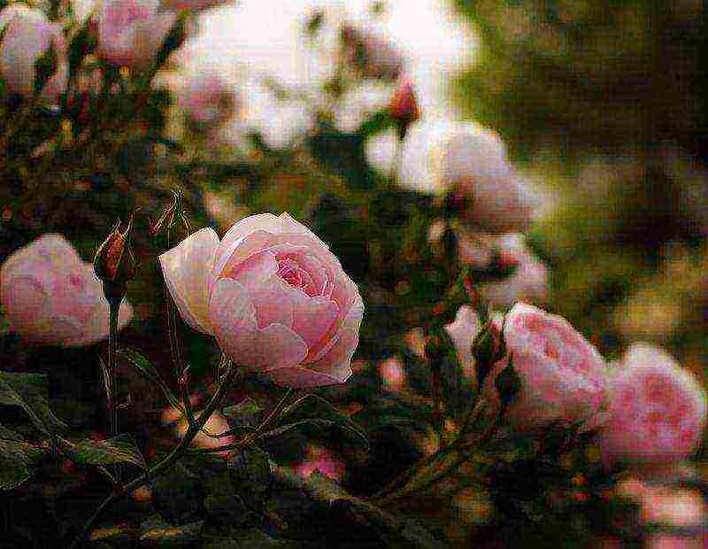 rose planting and care in the open field in the Urals