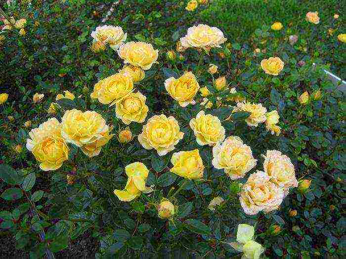 rose planting and care in the open field in the suburbs