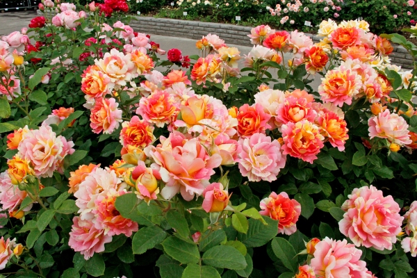 rose planting and care in the open field in the suburbs