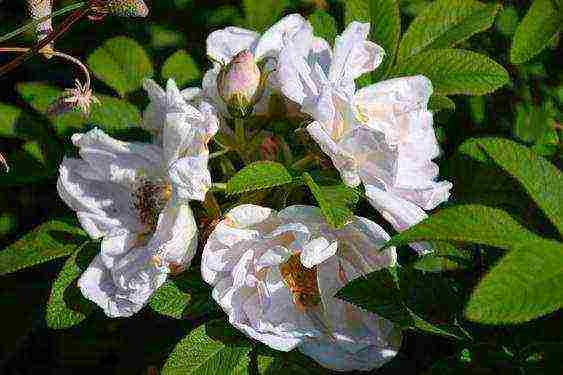 rose planting and care in the open field in the suburbs