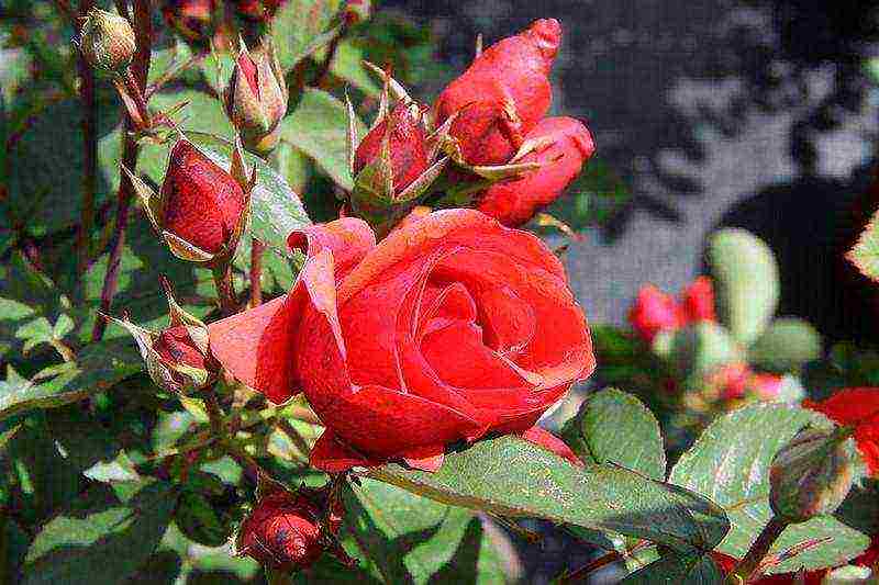 rose planting and care in the open field in the suburbs