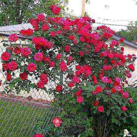 rose planting and care in the open field in the suburbs