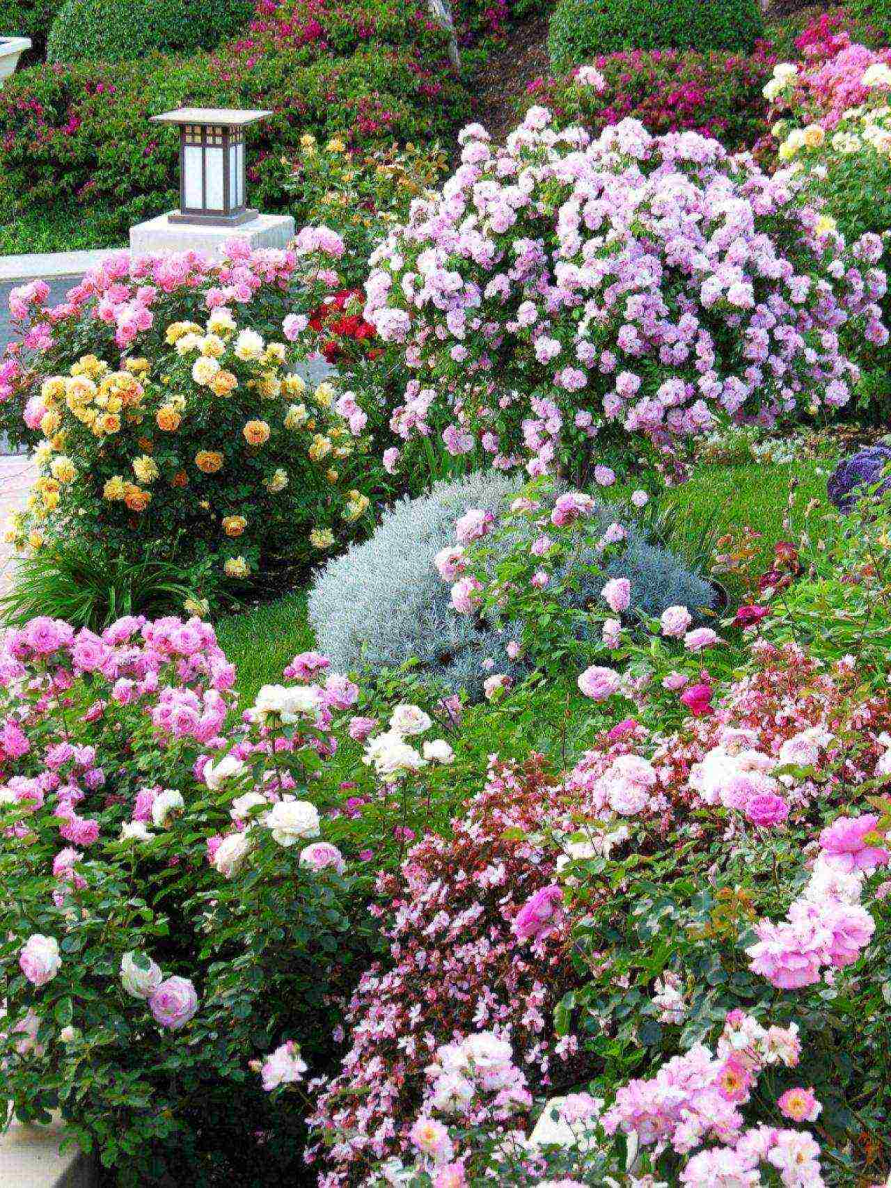 rose spray best varieties