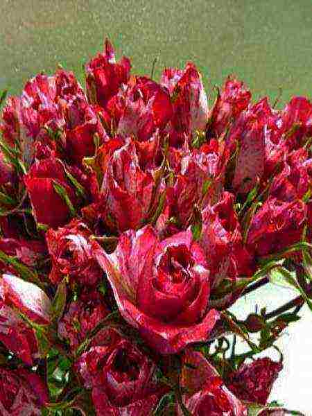 rose spray best varieties