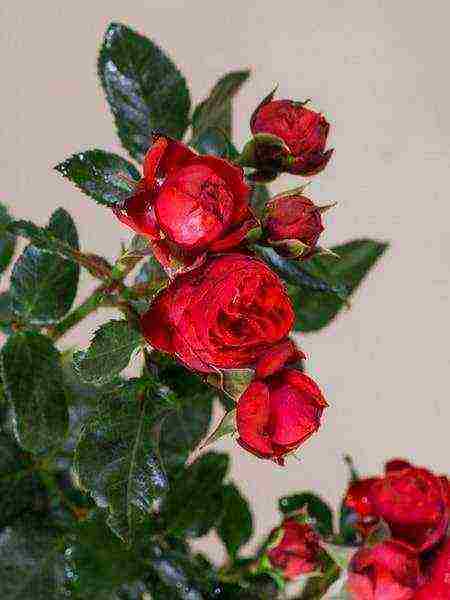 rose spray best varieties