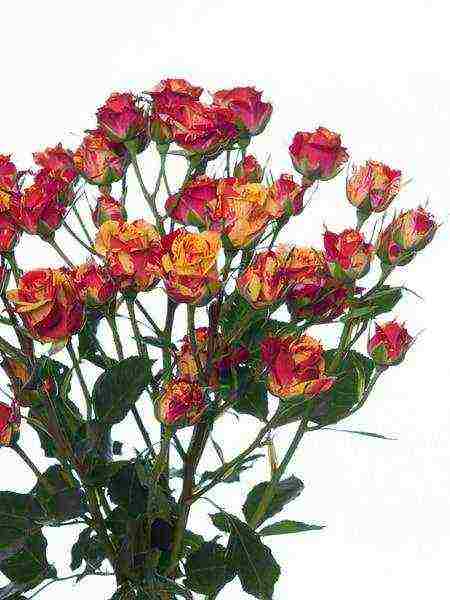 rose spray best varieties