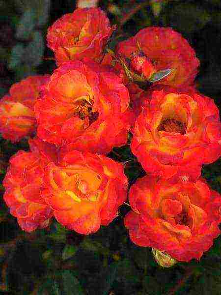 rose spray best varieties