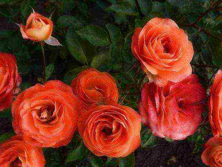 rose spray best varieties