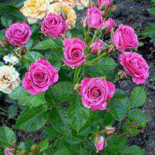 rose spray best varieties