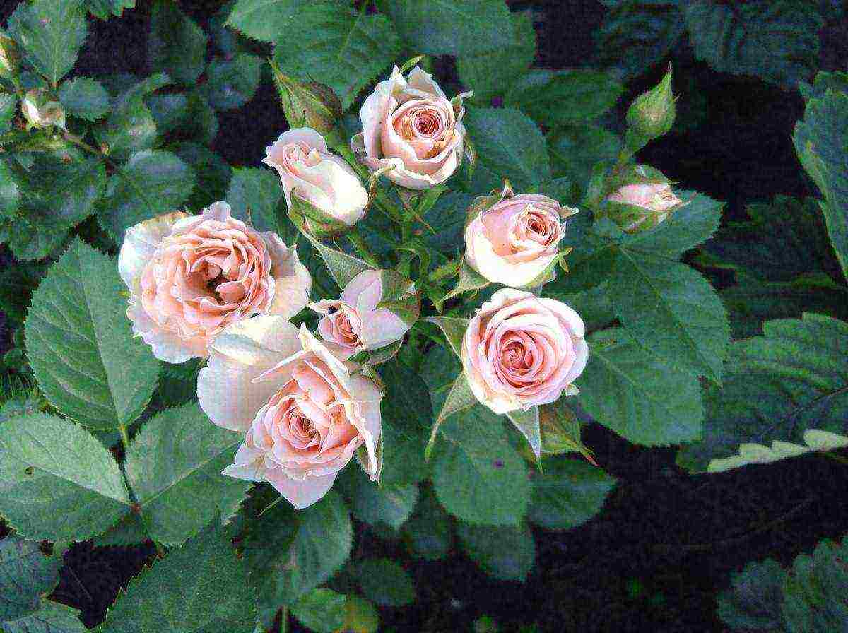 rose spray best varieties