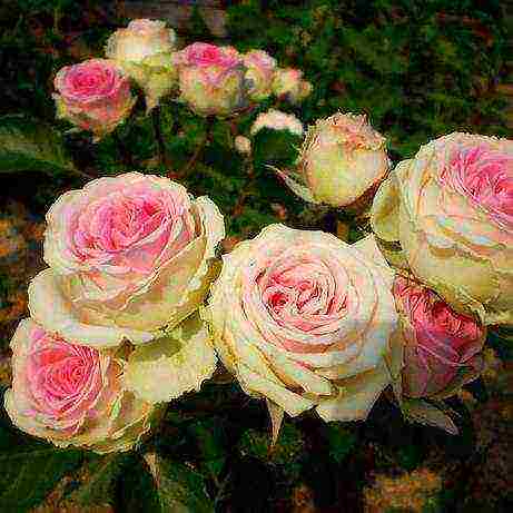 rose spray best varieties