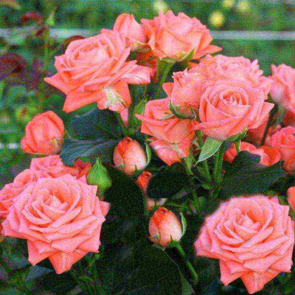 rose spray best varieties