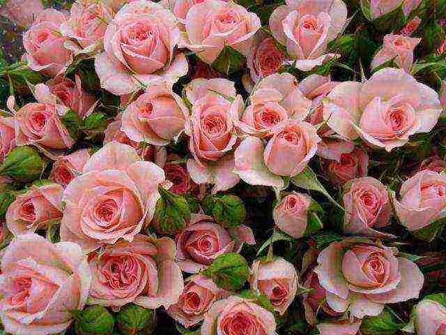 rose spray best varieties