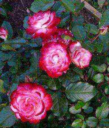 rose spray best varieties