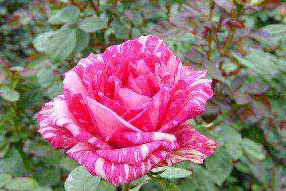 rose spray best varieties