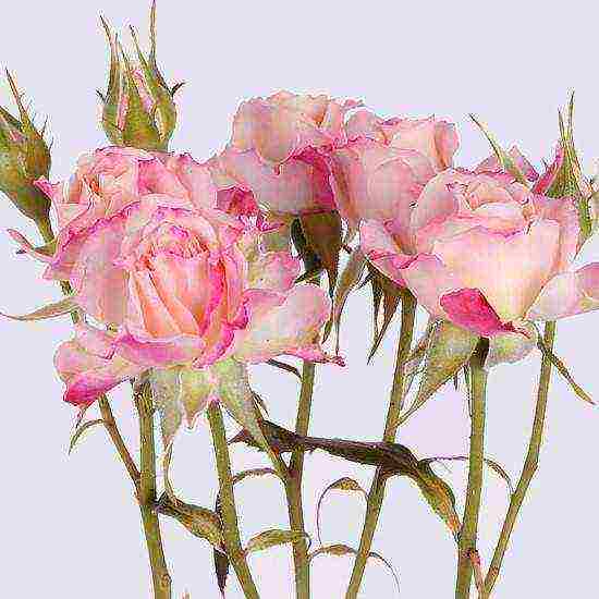 rose spray best varieties