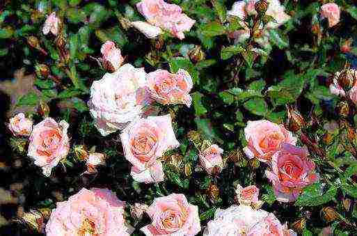 rose spray best varieties