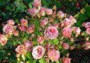 rose spray best varieties