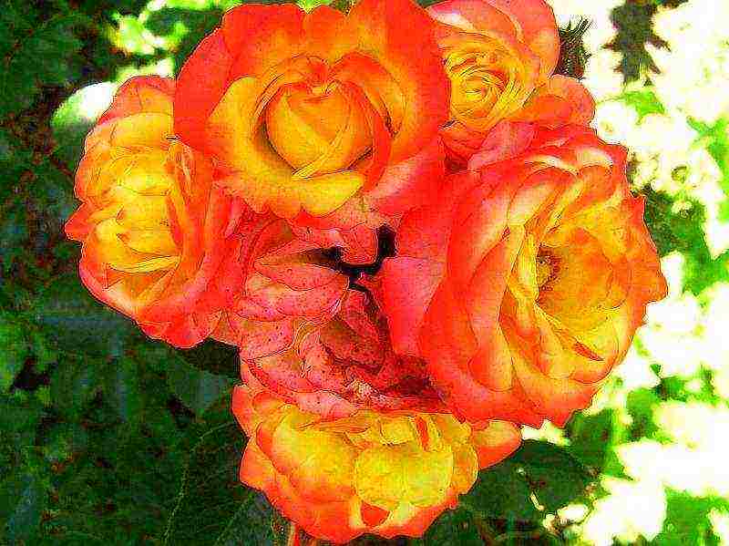 rose spray best varieties