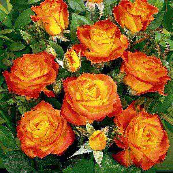 rose spray best varieties