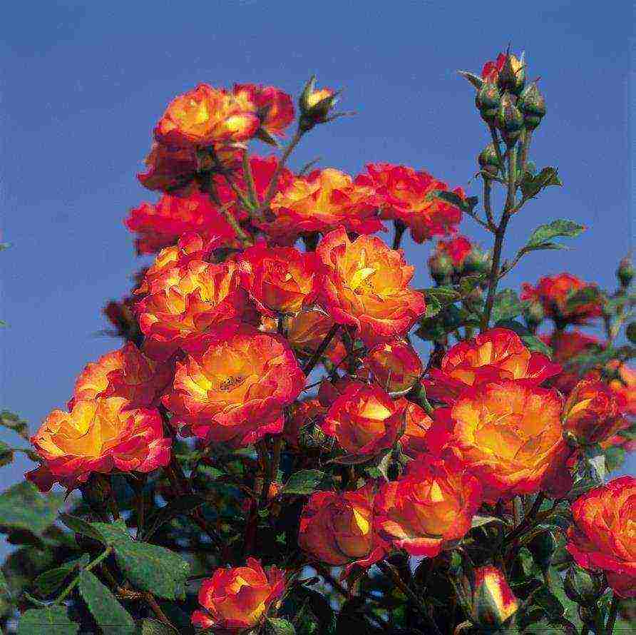 rose spray best varieties