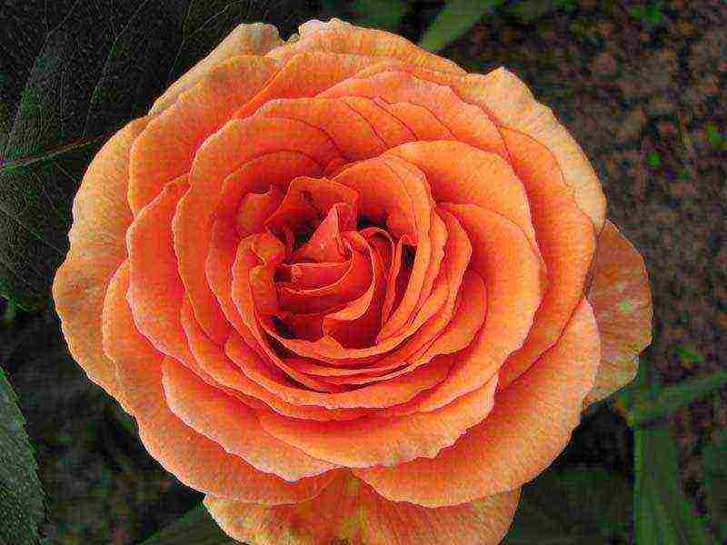 rose spray best varieties