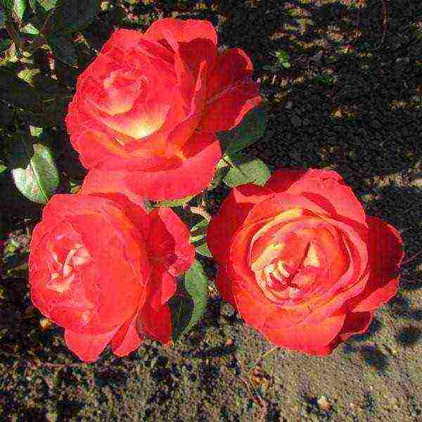 rose spray best varieties