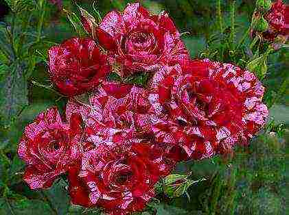 rose spray best varieties