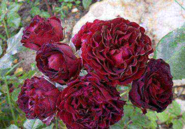 rose spray best varieties