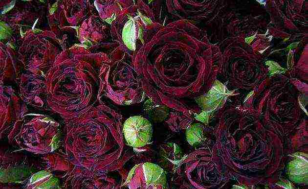 rose spray best varieties