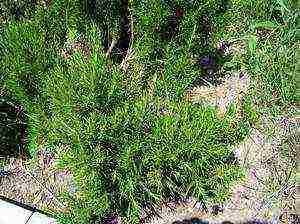 rosemary planting and care in the open field in the suburbs