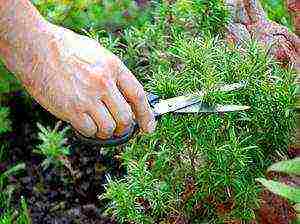 rosemary planting and care in the open field in the suburbs