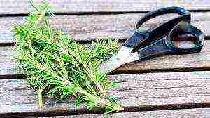 rosemary planting and care in the open field in the suburbs